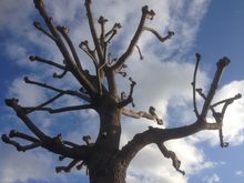 Poplar pollard Brentford West London.jpg Poplar pollard Brentford West London.jpg