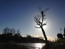 Poplar pollard in brentford W London.jpg Poplar pollard in brentford W London.jpg