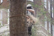 London Plane (Platanus x hispanica)Fell to ground level by sectional takedown in Paddington, West London W2.jpg London Plane (Platanus x hispanica)Fell to ground level by sectional takedown in Paddington, West London W2.jpg