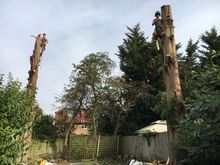 Cypress and Swamp Cypress fell in Wembley.jpg Cypress and Swamp Cypress fell in Wembley.jpg