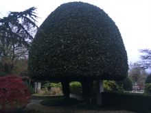 Hedge trimming of large Bay tree in Chiswick West London W4.jpg Hedge trimming of large Bay tree in Chiswick West London W4.jpg