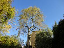 London Plane reduction in Paddington West London W2 .jpg London Plane reduction in Paddington West London W2 .jpg