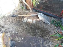 Stump Removal in Paddington West London.jpg Stump Removal in Paddington West London.jpg