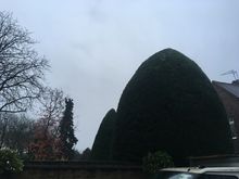 Hedge trimming job in Chiswick W4 West London.jpg Hedge trimming job in Chiswick W4 West London.jpg