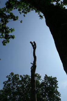 Tree surgery operations in Camden West London NW1 Plane fell to ground level.jpg Tree surgery operations in Camden West London NW1 Plane fell to ground level.jpg