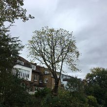 London Plane 4m reduction. Tree Surgery in West Hamstead North West London.jpg London Plane 4m reduction. Tree Surgery in West Hamstead North West London.jpg